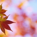 Fall maple leaves