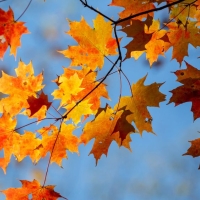Sun illuminates fall maple leaves