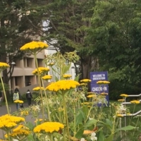 Flowers on SF State campus